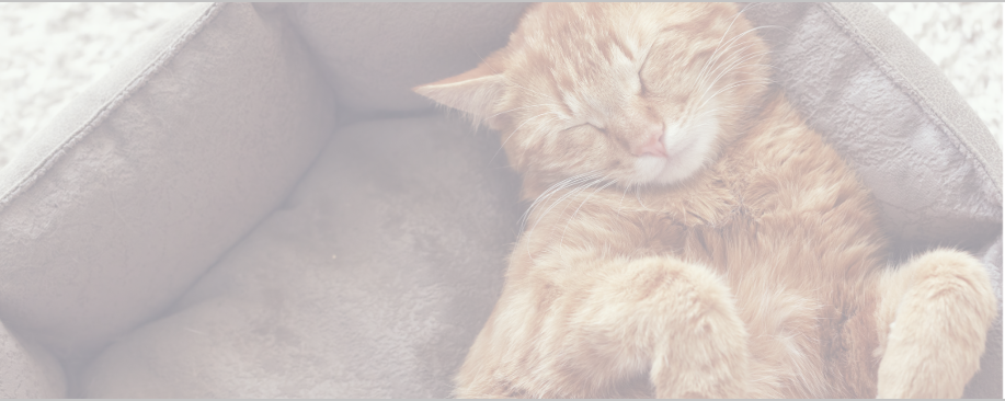 飼い主様から届いたお喜びの声