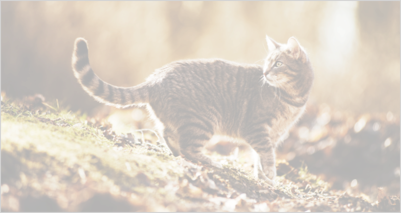 急いでください...