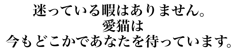 迷っている暇はありません。愛猫は今もどこかであなたを待っています。
